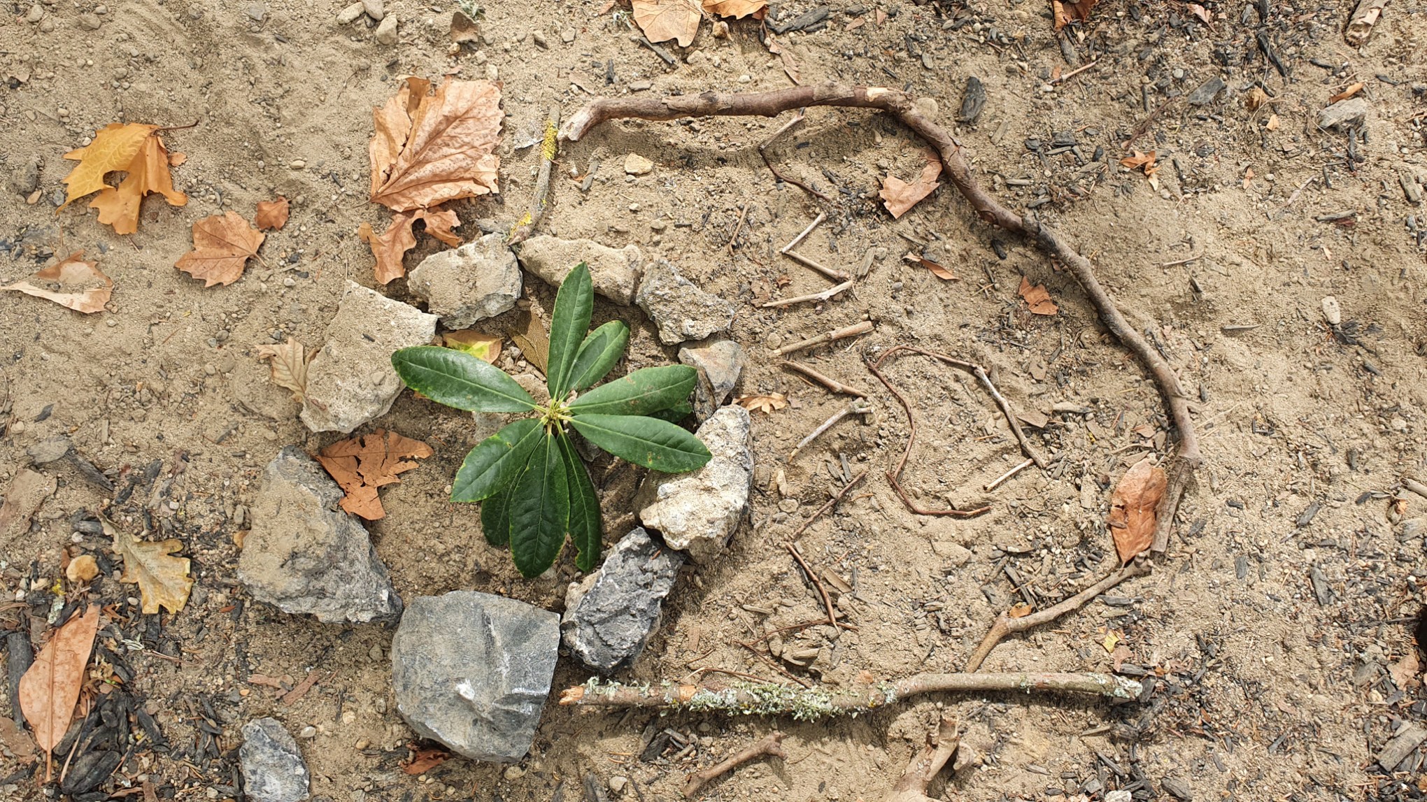 Cambridge Domain, Waikato, New Zealand
