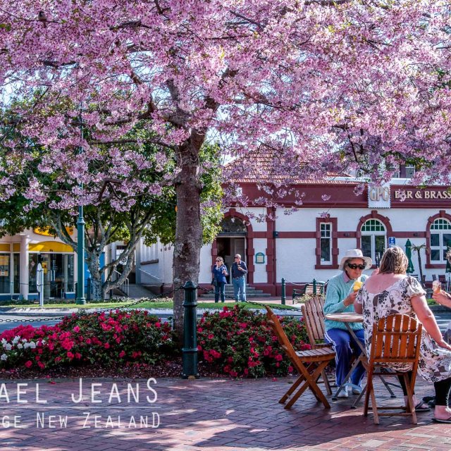 Cherry blossom Victoria Street Cambridge New Zealand