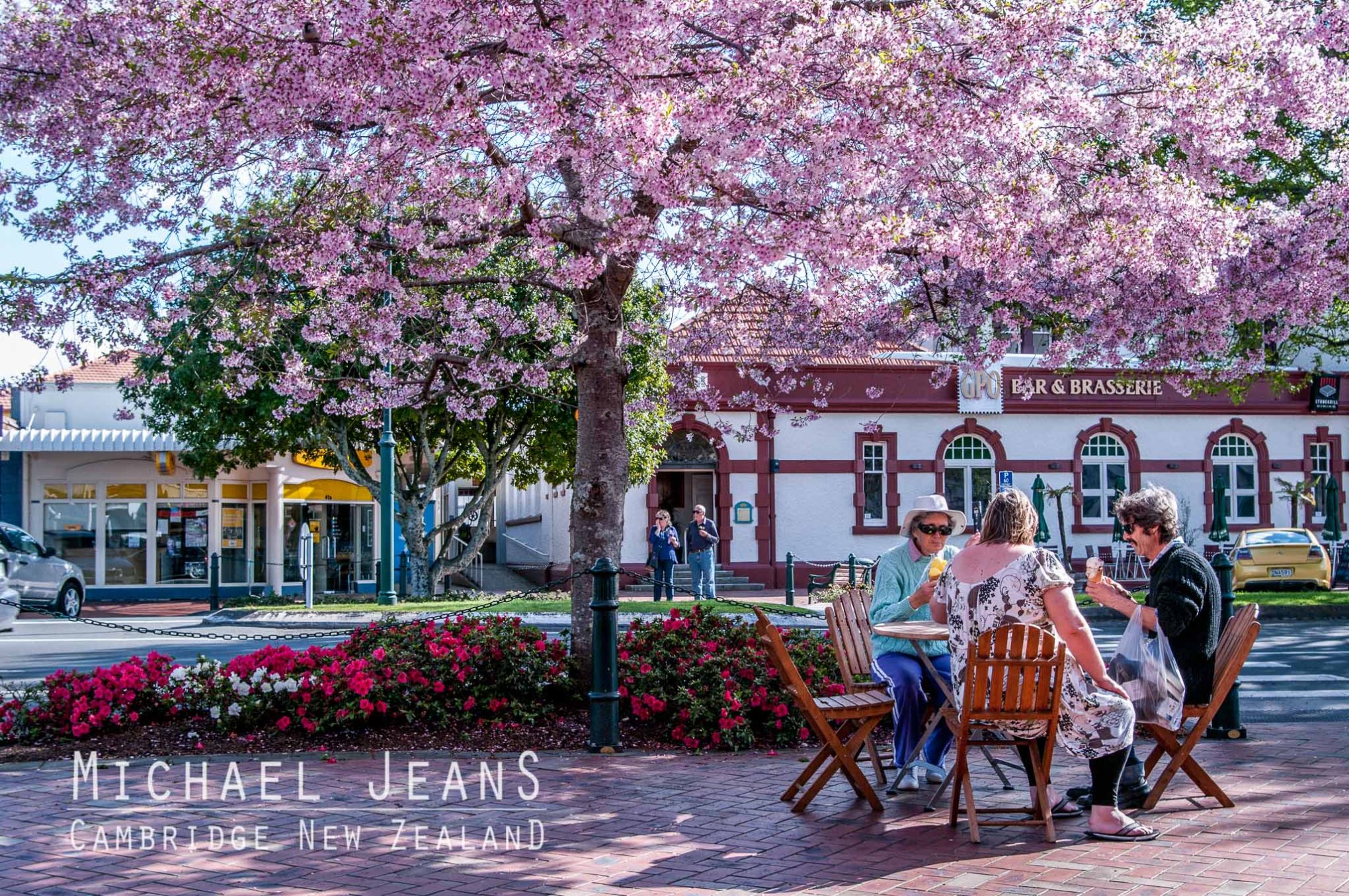 Cherry blossom Victoria Street Cambridge New Zealand