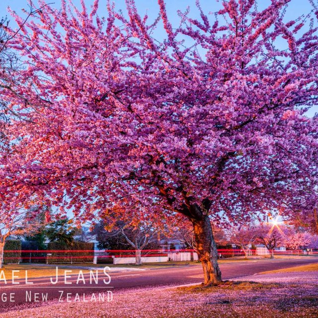 Cherry blossom Shakespeare Street Leamington