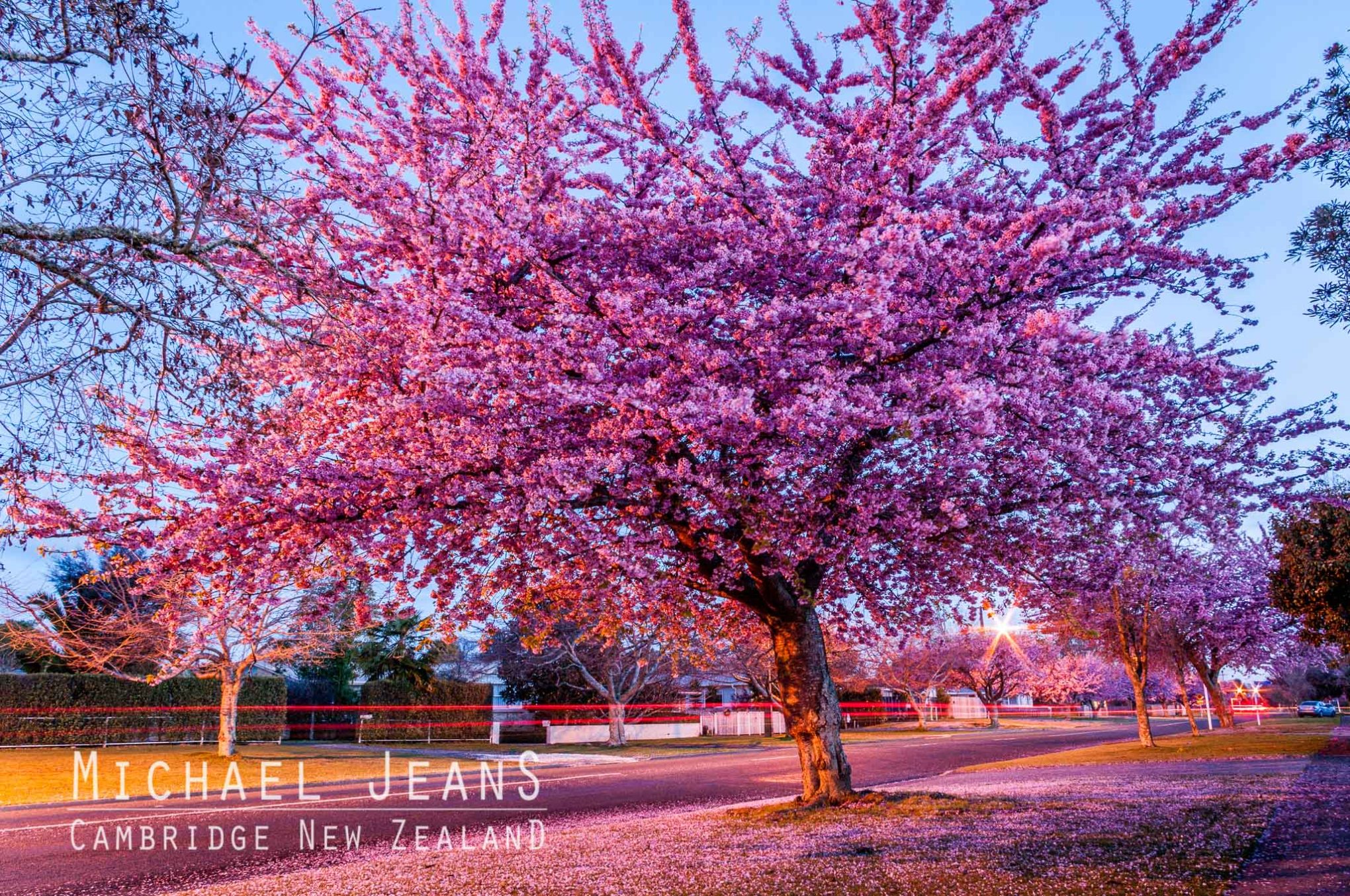 Cherry blossom Shakespeare Street Leamington