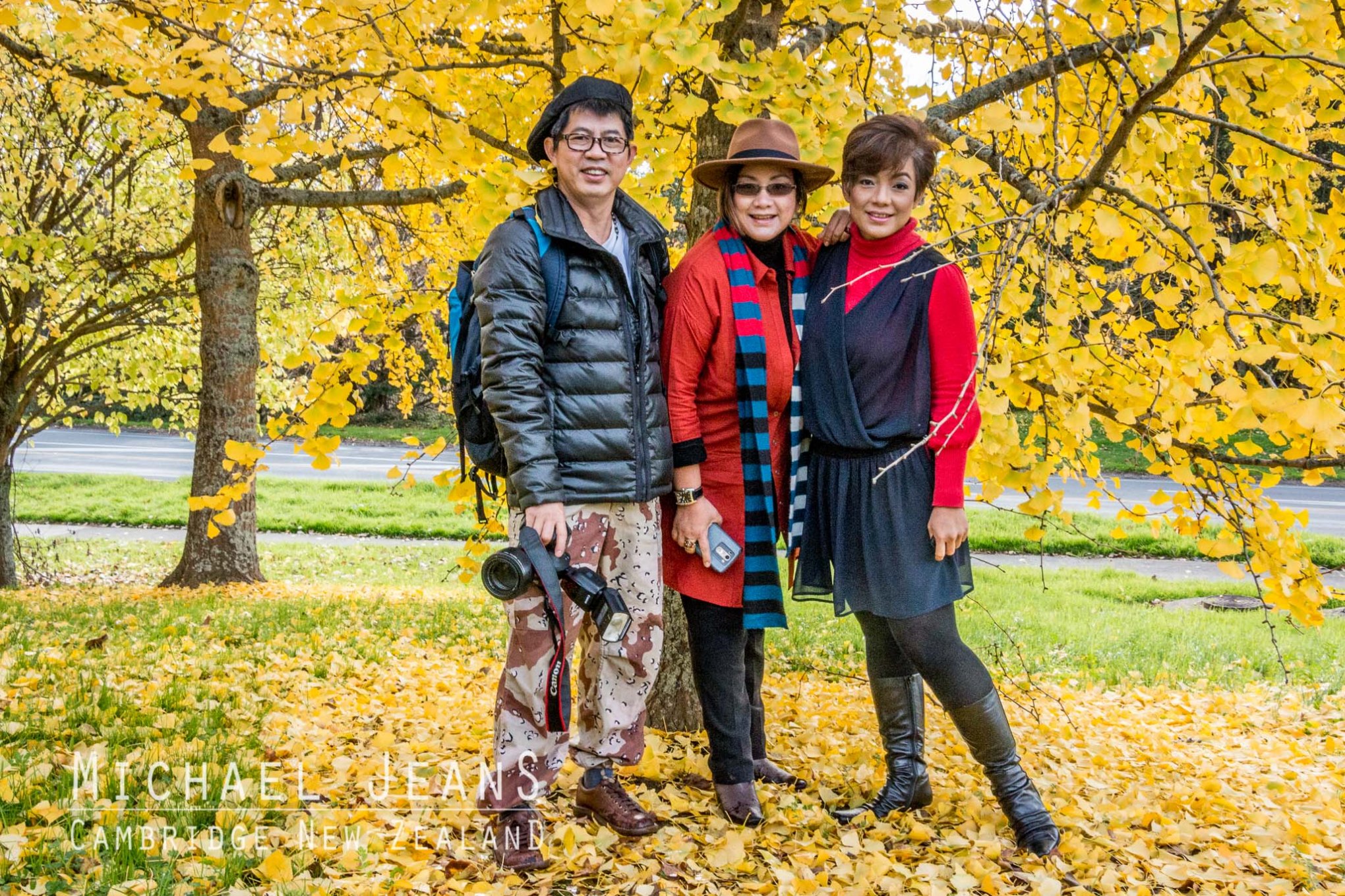 Ginkgo biloba Duke Street Hill Cambridge New Zealand