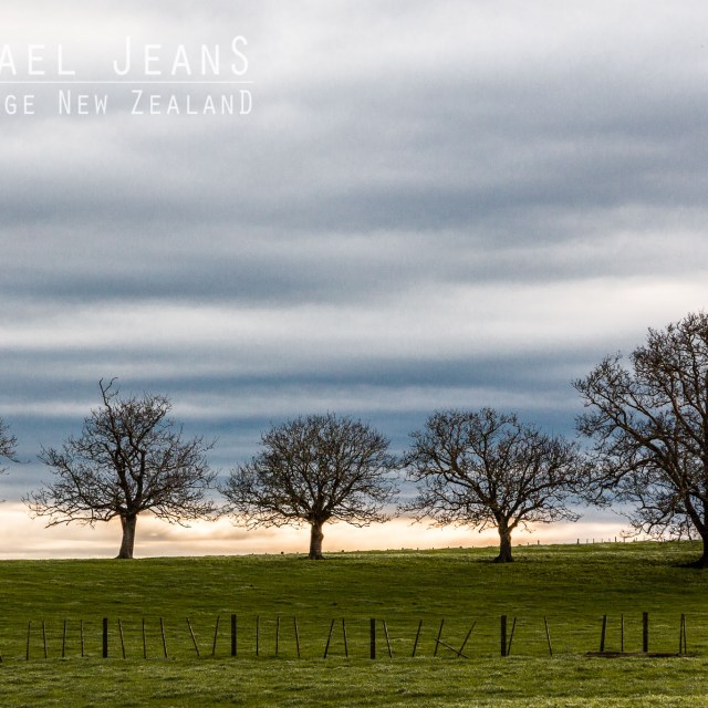 Five trees Redoubt Road Pukekura Waikato New Zealand