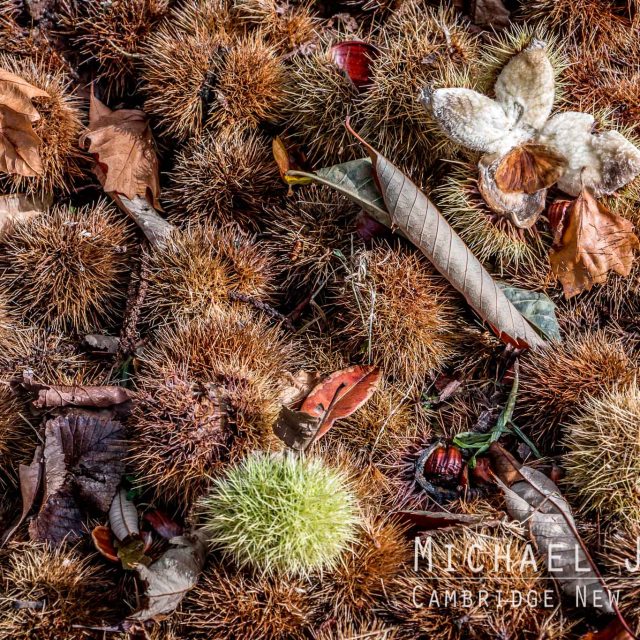 Chestnuts Hall Street Cambridge New Zealand April 2015