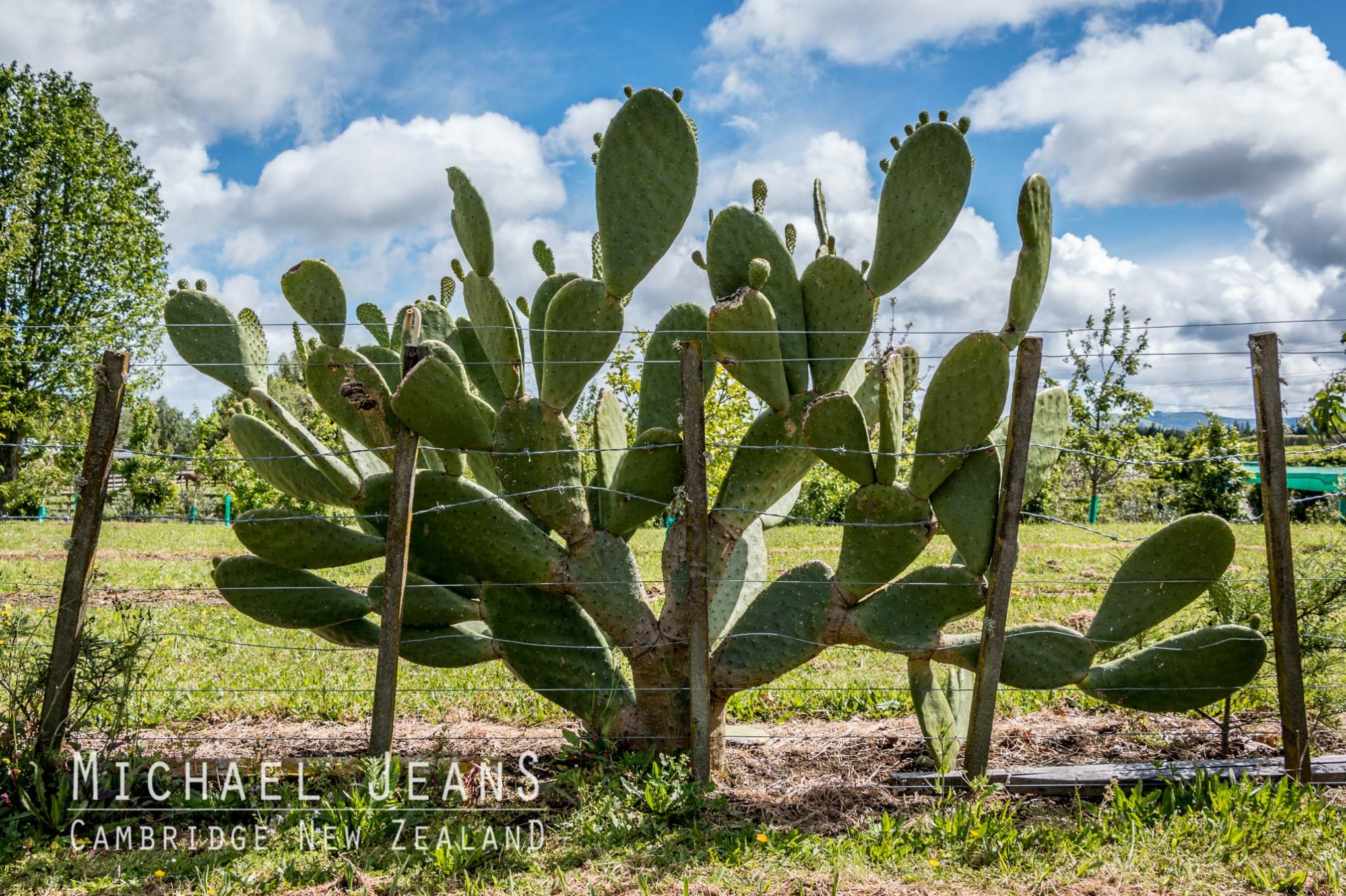 Kaipaki Road Pukerimu Cambridge New Zealand