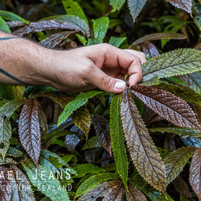 Southern Enclosure Maungatautari Tari Road Pukeatua