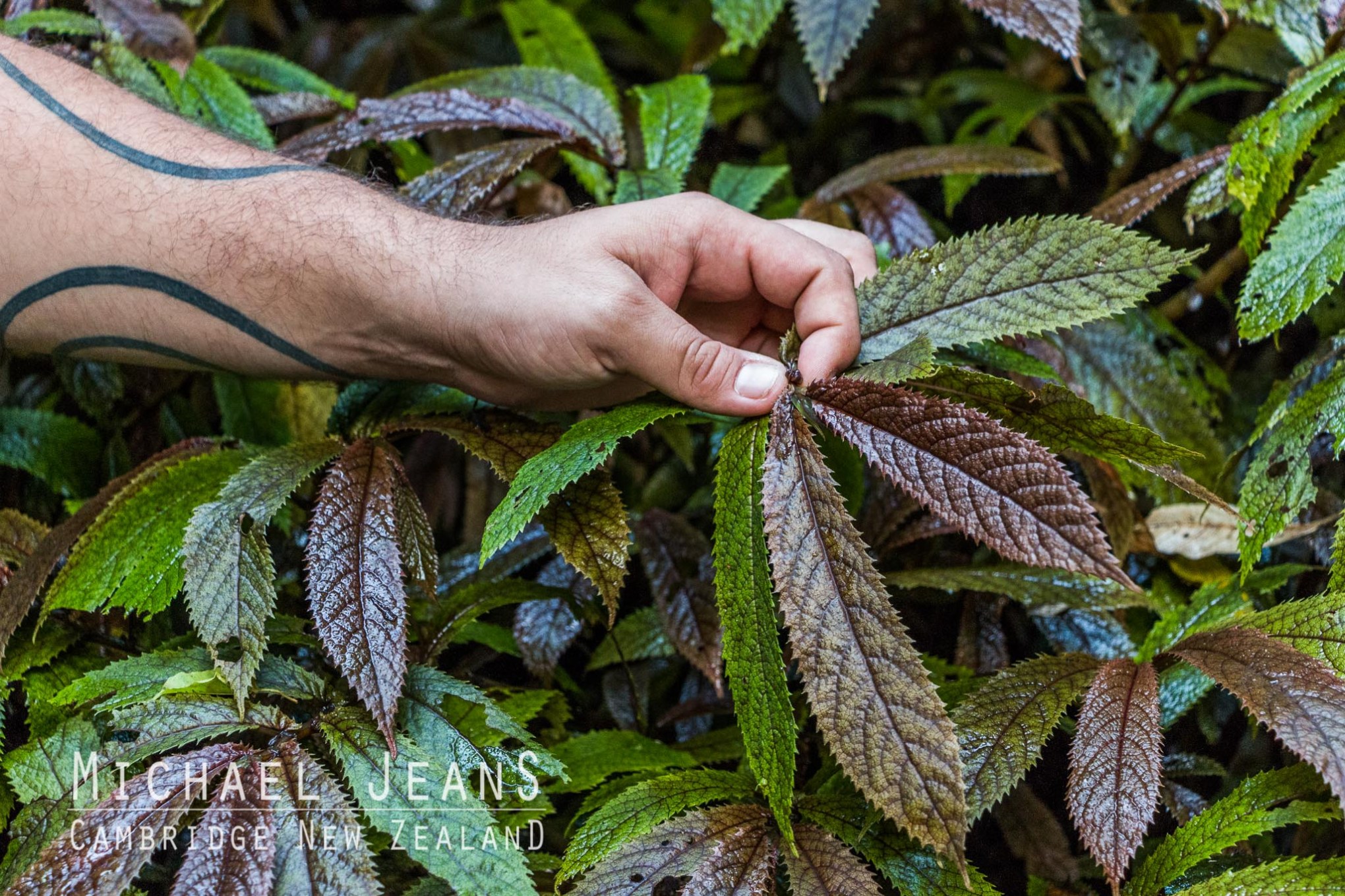 Southern Enclosure Maungatautari Tari Road Pukeatua
