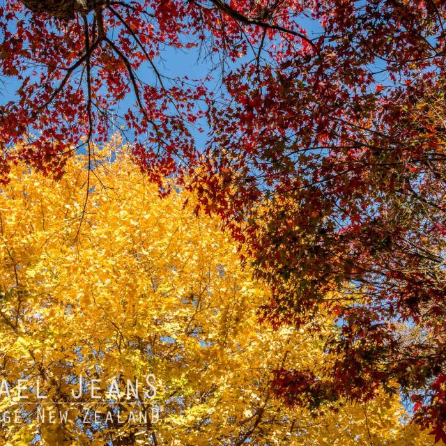 Ginkgo & Maple Hamilton Road Cambridge New Zealand