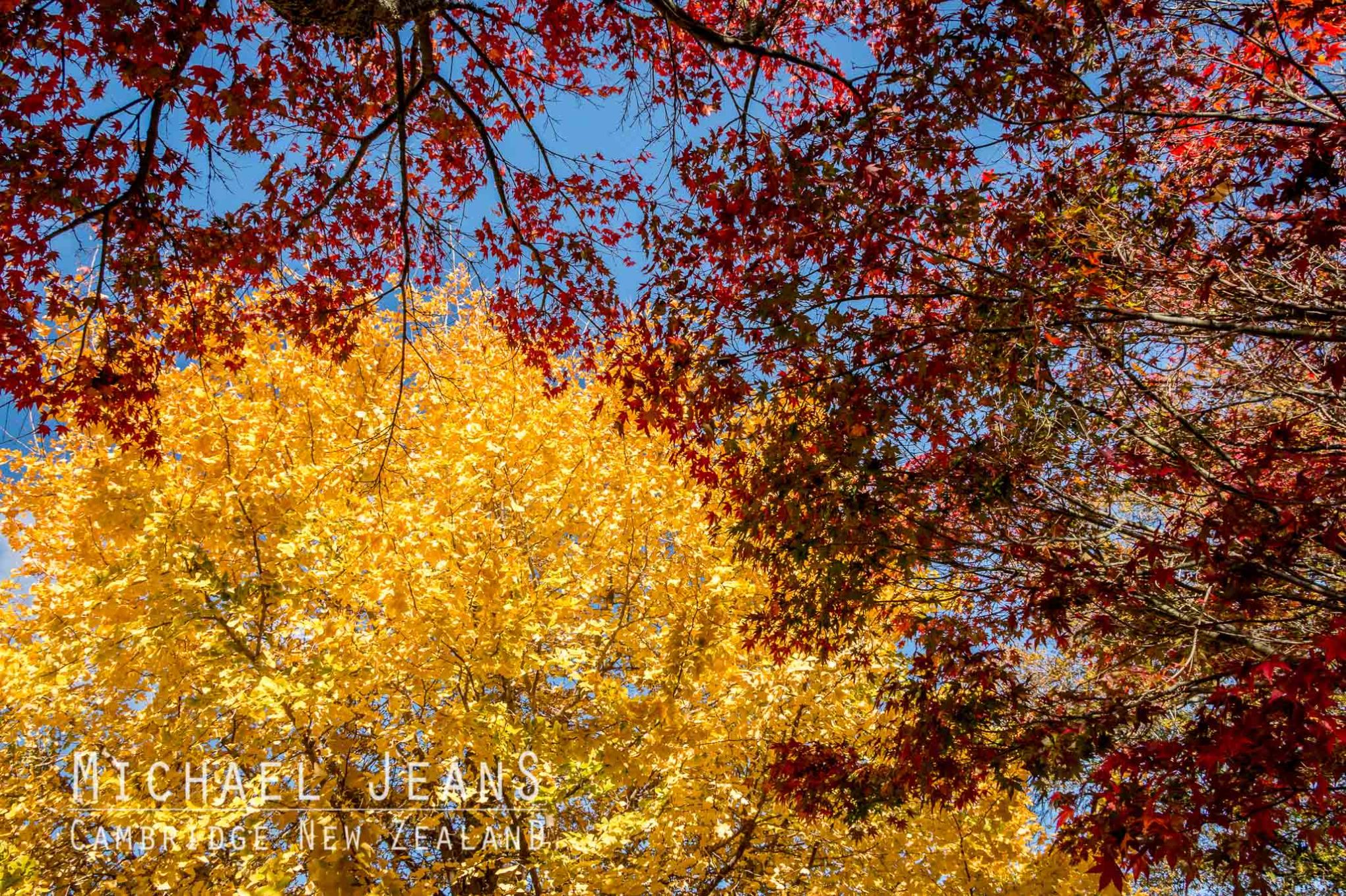 Ginkgo & Maple Hamilton Road Cambridge New Zealand