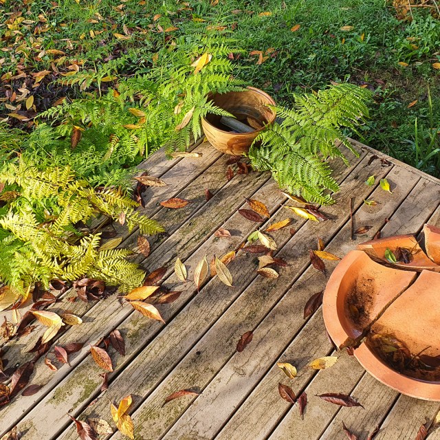 fern & broken birdbath