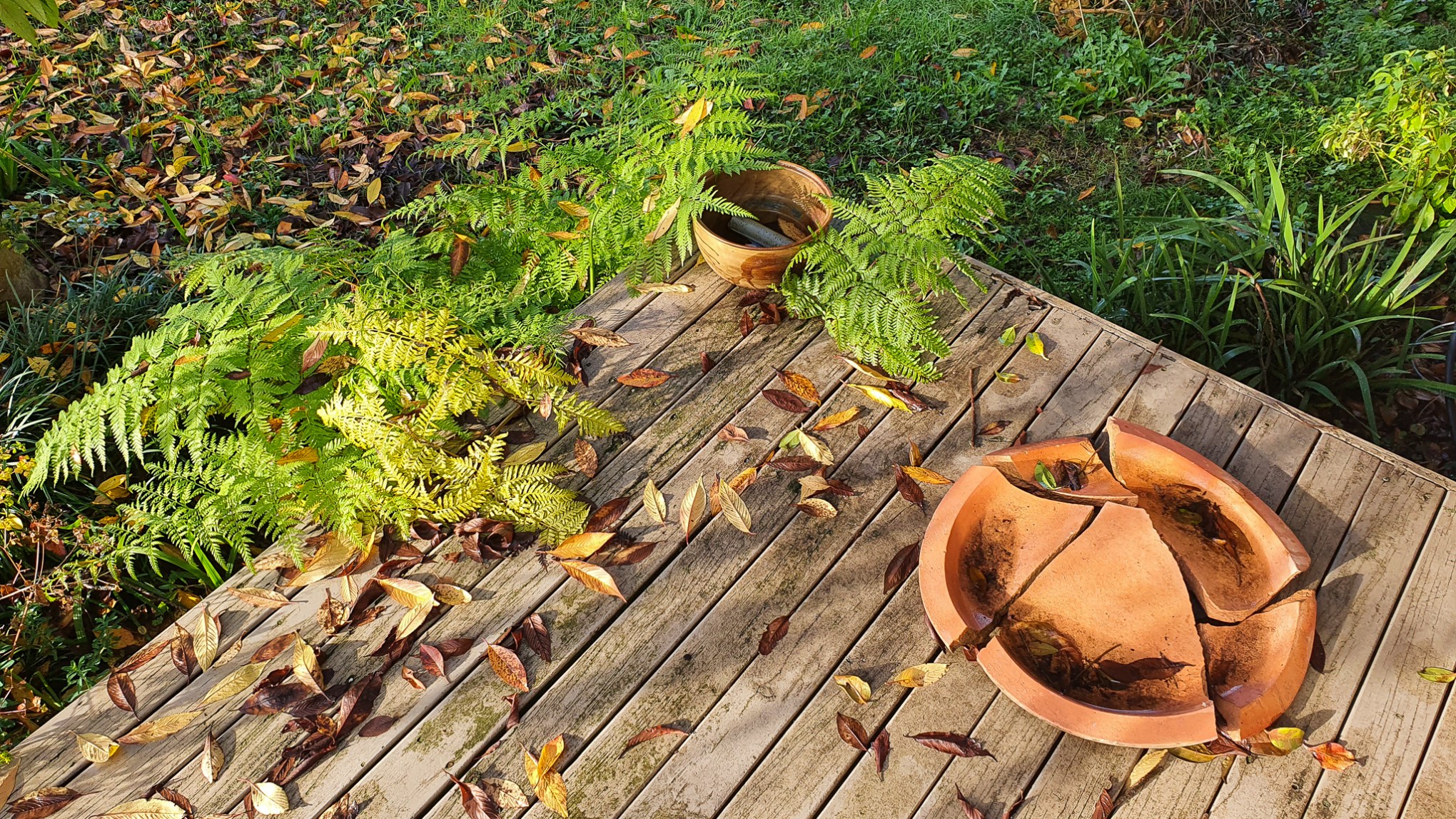 fern & broken birdbath