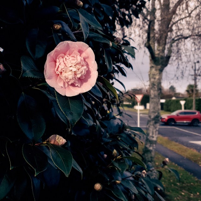 camelia & red car