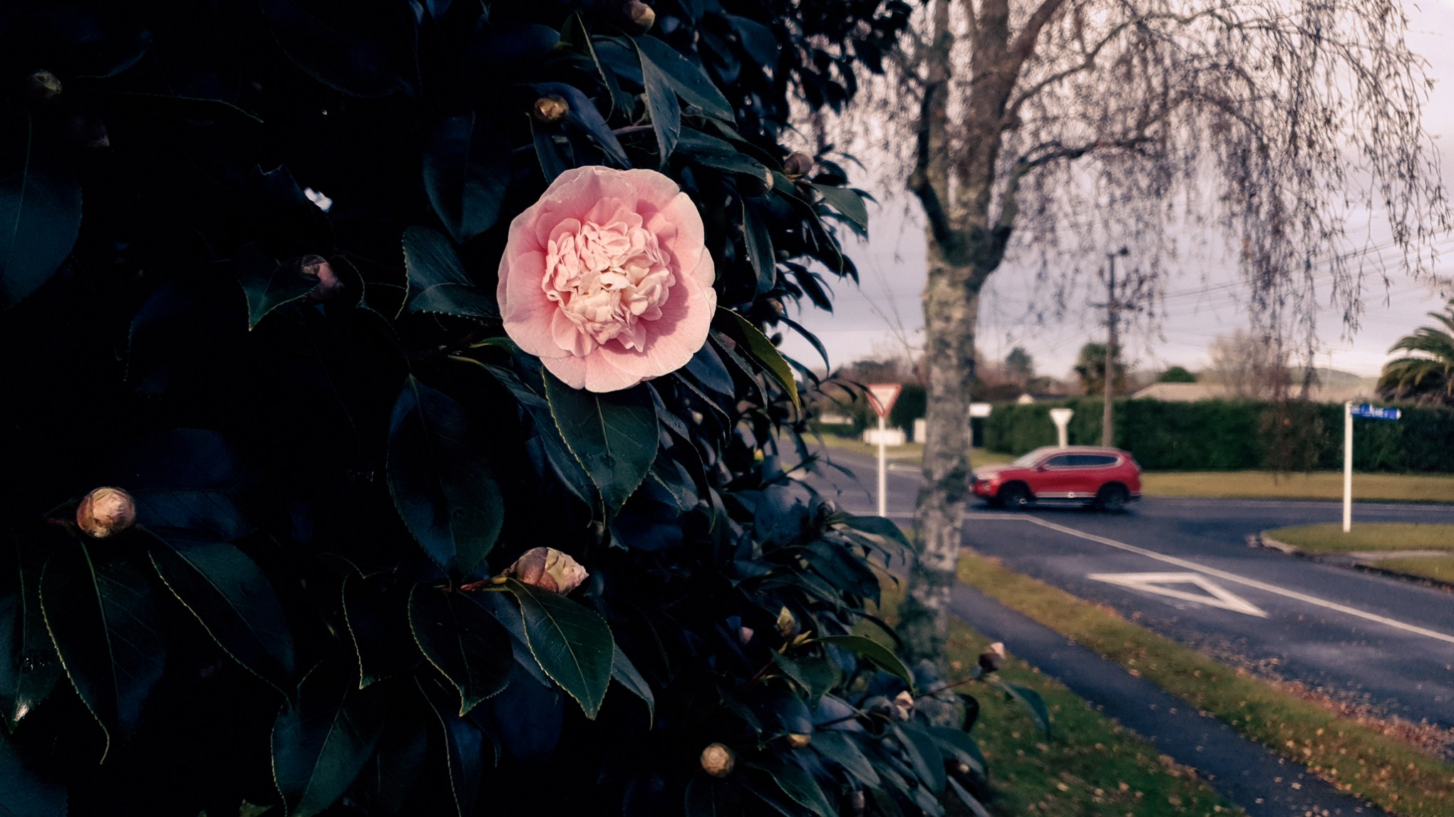 camelia & red car