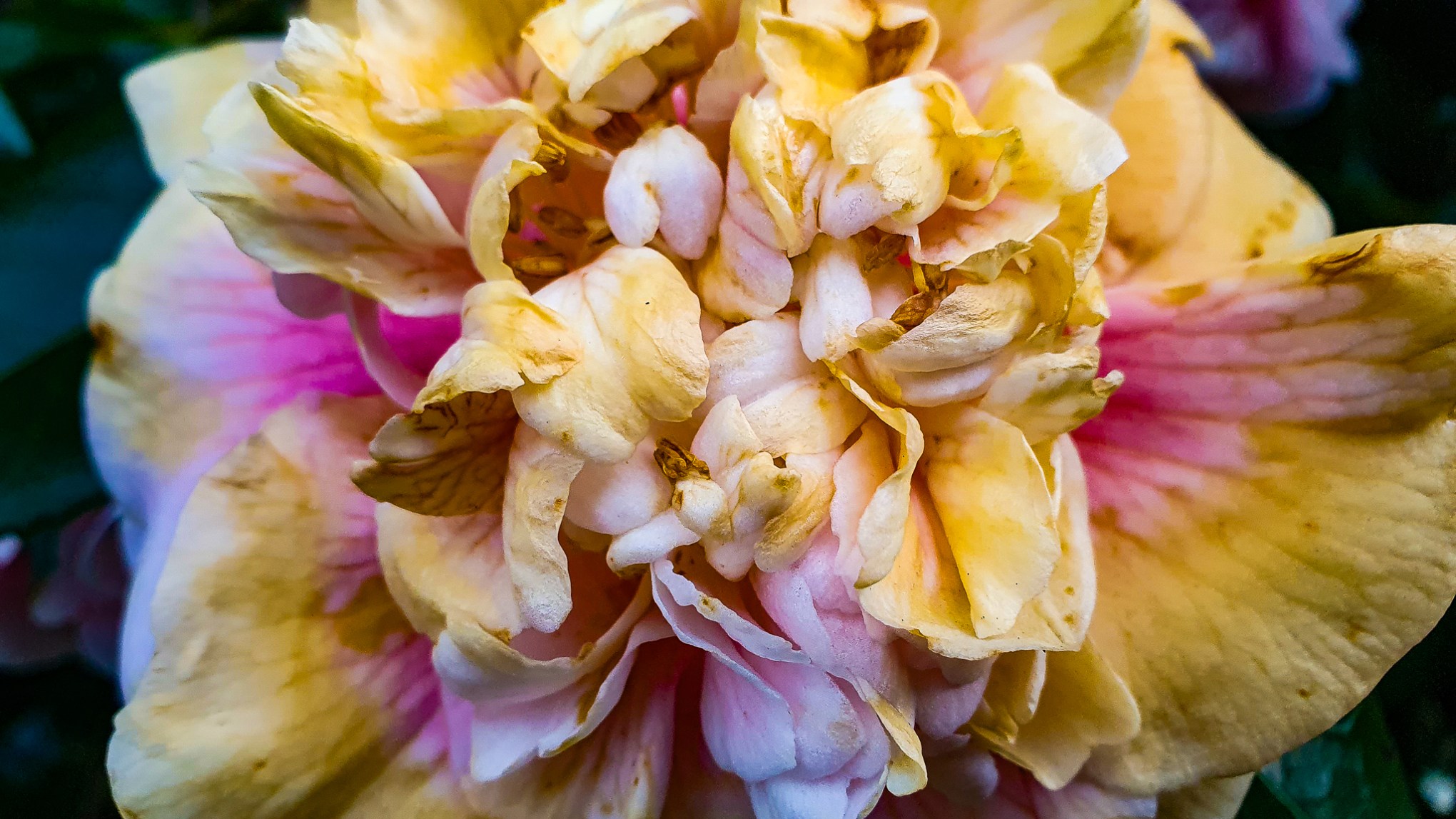 decomposing camellia flower