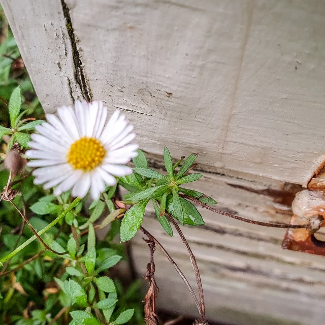 letterbox daisy