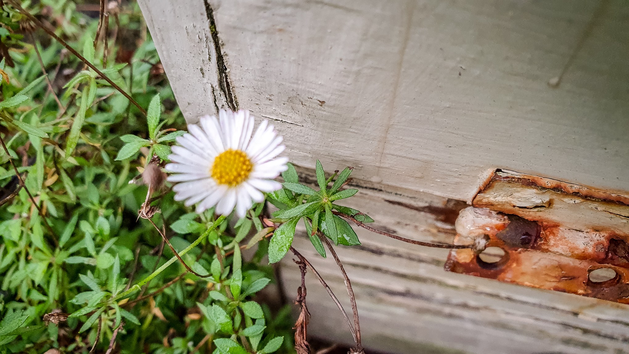 letterbox daisy
