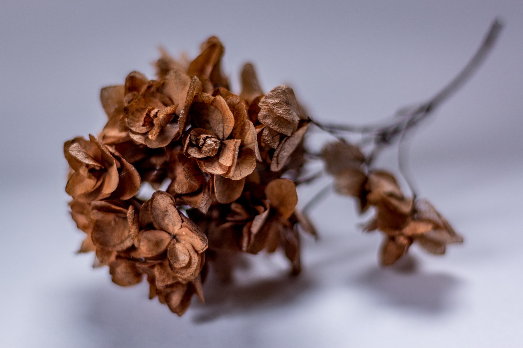 dried arrangement