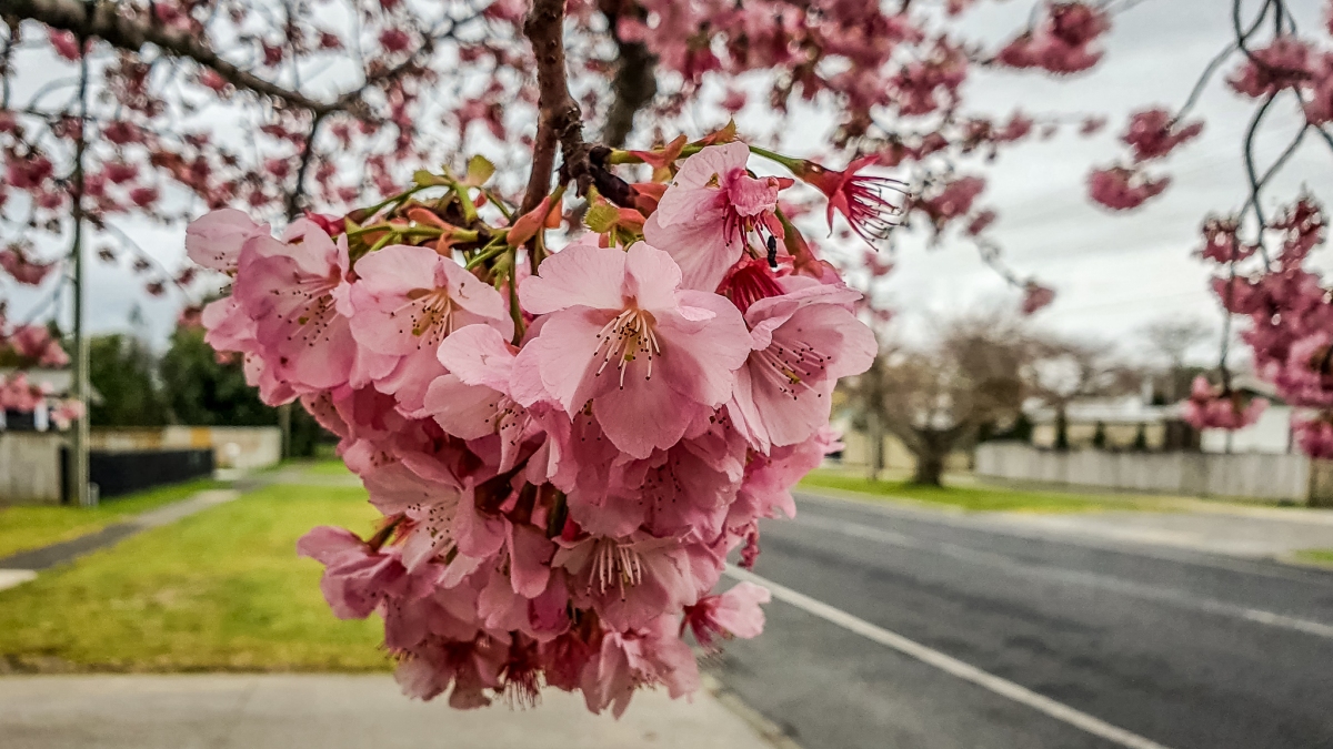 Cherry blossom Shakespeare Street