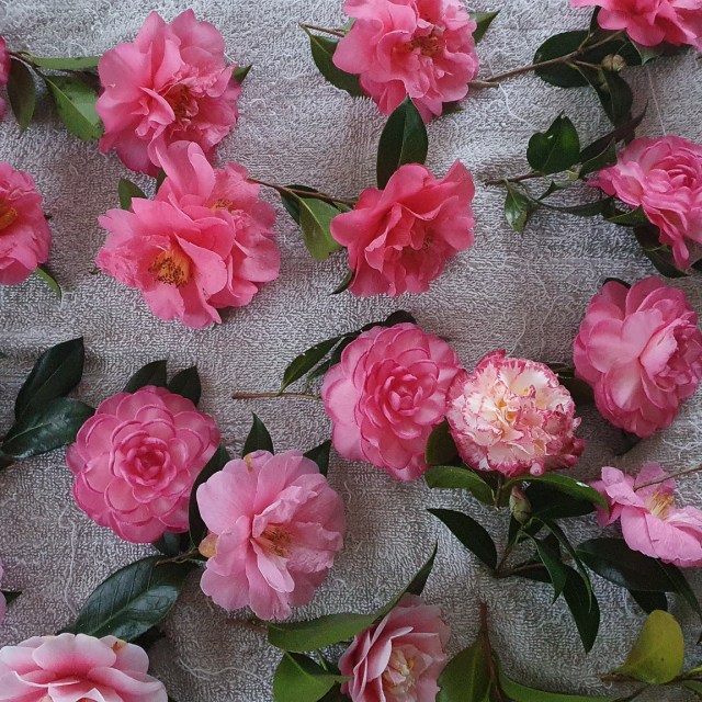 Phyllis' camellias Leamington Waikato