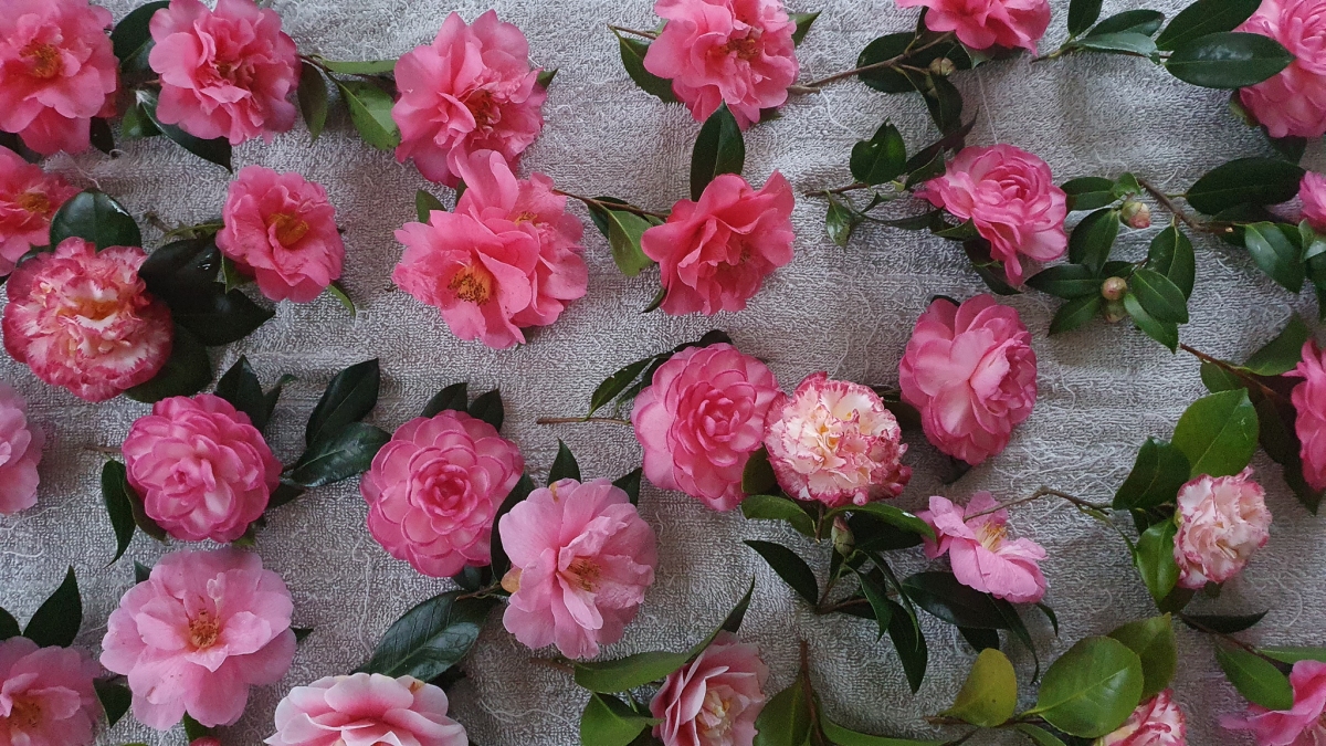 Phyllis' camellias Leamington Waikato