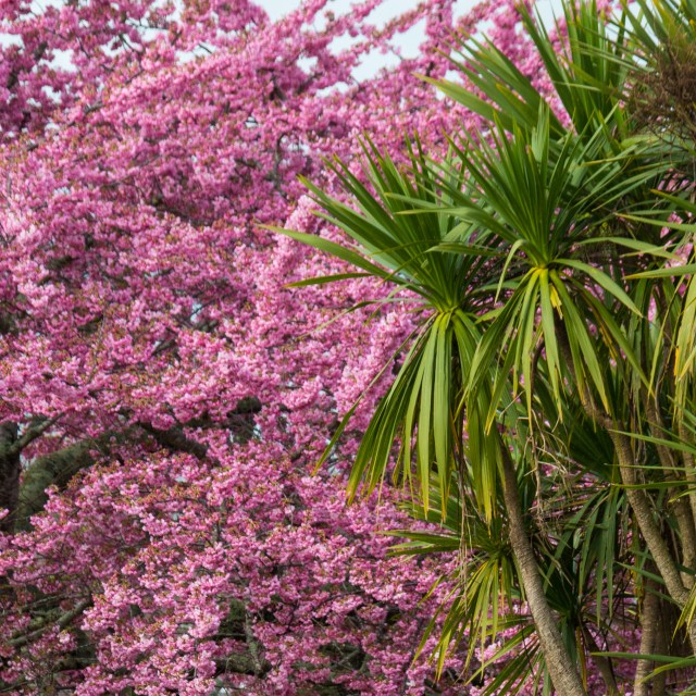 Prunus campanulata & Cordyline australis
