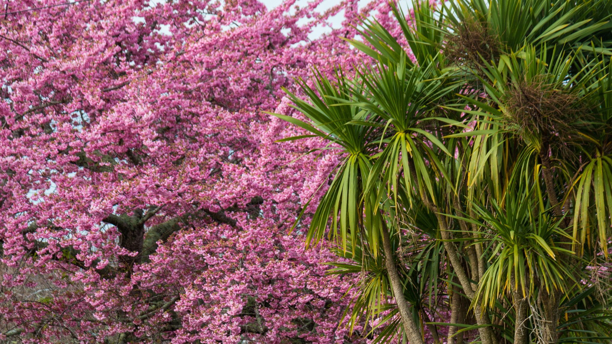 Prunus campanulata & Cordyline australis