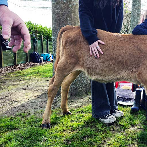 Jersey calf